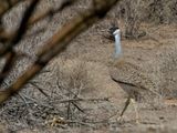 Heuglins Bustard (m)