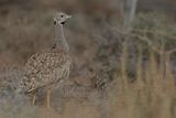 Karoo Korhaan