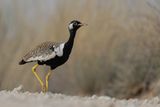 Northern Black Korhaan