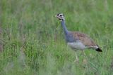 White-bellied Bustard (m)