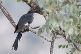 Levaillants Cuckoo