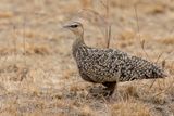Yellow-throated Sandgrouse (f)