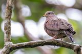 Common Ground Dove