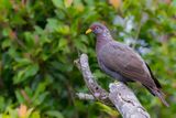 Comoro Olive Pigeon
