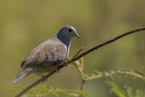 Plain-breasted Ground Dove