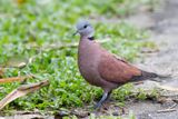 Red Collared Dove