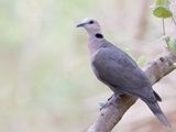 Red-eyed Dove