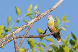 Rose-crowned Fruit Dove
