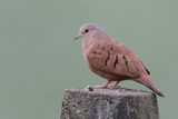 Ruddy Ground Dove