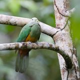 Scarlet-breasted Fruit-Dove (f)