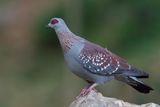 Speckled Pigeon