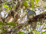 Superb Fruit Dove