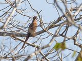 Timor Cuckoo-Dove