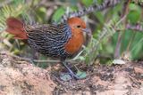 Madagascar Flufftail