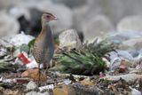 African Crake