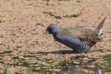 Australian Crake