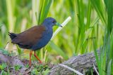 Black-tailed Crake