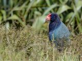 South Island Takahe