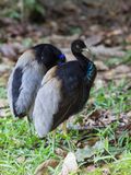 Grey-winged Trumpeter