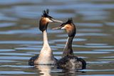 Great Crested Grebe