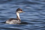 Junin Grebe