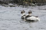 Silvery Grebe