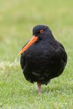 Variable Oystercatcher