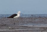 Andean Avocet