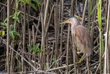 Yellow Bittern - Chinese Woudaap - Blongios de Chine