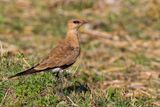 Australian Pratincole