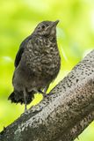 Chinese Blackbird - Chinese Merel - Merle oriental (j)