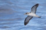 Cory Shearwater