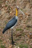 Lesser Adjutant