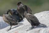 Bank Cormorant