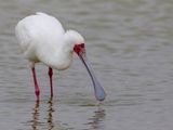 African Spoonbill