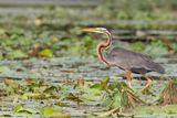 Purple Heron