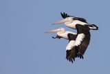 Australian Pelican