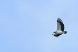 King Vulture