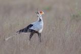 Secretarybird