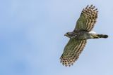 Crested Goshawk