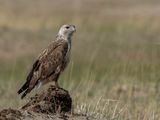 Upland Buzzard