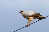 White Hawk