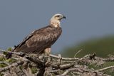 White-bellied Sea Eagle (imm)