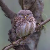 Asian Barred Owlet