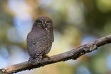 Jungle Owlet