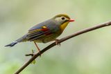 Red-billed Leiothrix - Japanse Nachtegaal - Liothrix jaune