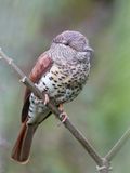 Cuckoo-roller (f)