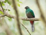 Resplendent Quetzal (f)
