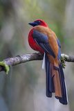 Whiteheads Trogon (m)