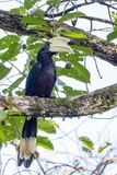 Black Hornbill